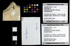 Foto (Objekt + Etiketten) von Cyclothyreus sp. 